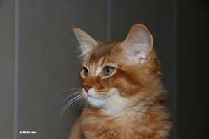 cinnamon male 3.5 months old