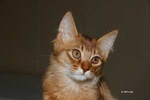 cinnamon female 4 months old