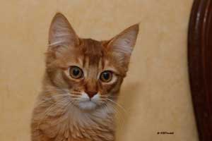 cinnamon female 4.5 months old