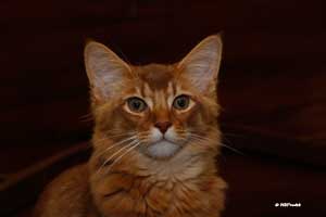 cinnamon male 5 months old