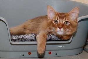 cinnamon male 5 months old