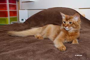 cinnnamon male 5 months old