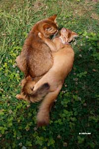 Jemima et Noisette