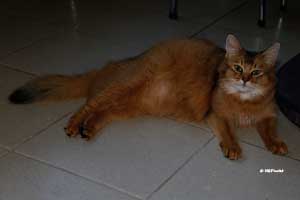 Jemima
