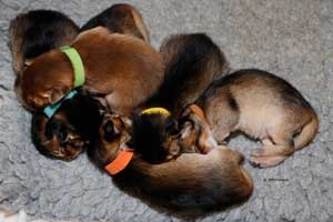 6 chatons