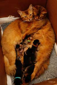 Jemima, ses 6 bébés et Noisette