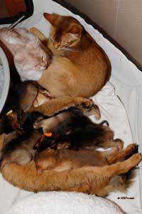 une maman et deux baby-sitter