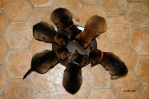 6 chatons somalis - premier repas