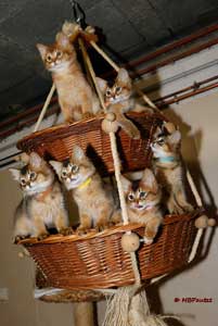chatons 2 mois