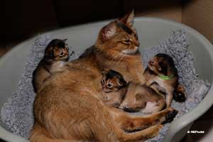 RMainie et ses 3 chatons