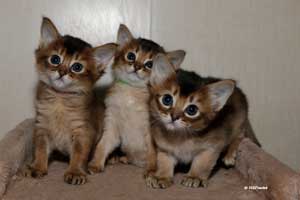 les trois