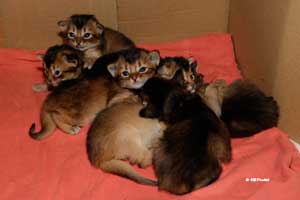 6 chatons