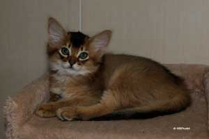 male 2 mois