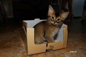 male 2 mois