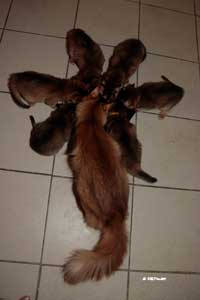 7 semaines
