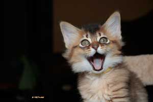 2 mois