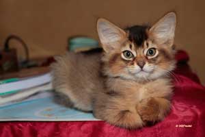 2 mois