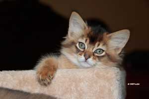 2 mois
