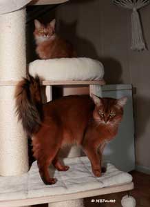 P&eacute;pite et Demis