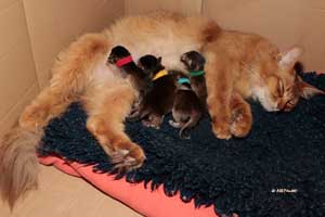 P&eacute;pite au nid