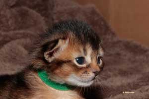 PM3 head 2 weeks old