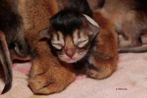 tete b&eacute;b&eacute;