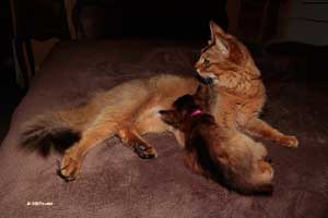 mom and kitten 1 month old