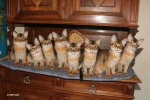 3-4 months old ruddy somalis