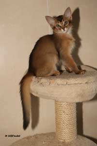 3 months old ruddy female