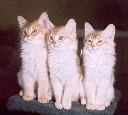 3 somalis