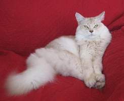 Turron, 7 ans