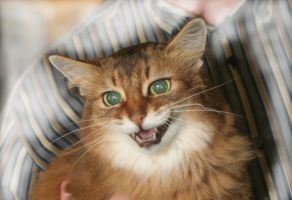 Silfescian Merit's Mariposa