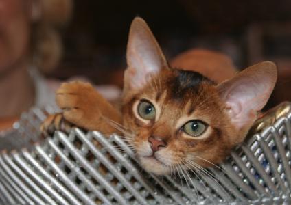 Chaton abyssin