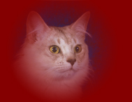 Tikky de la Chacolaterie