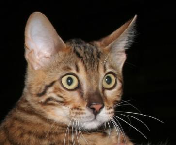 Chaton bengal