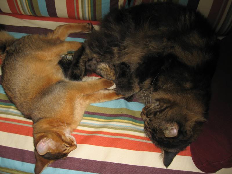 Bijou et Vaiko