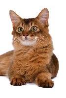 Le regard de Brownie