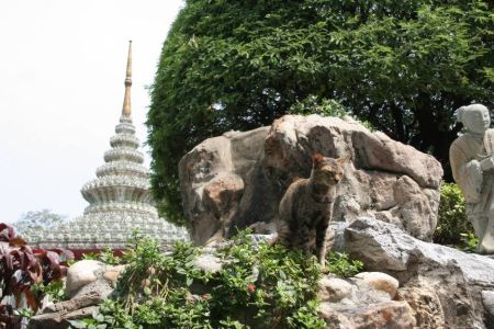 chat de Bangkok