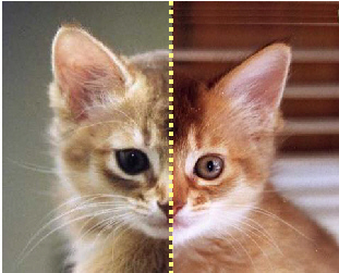 demi chaton