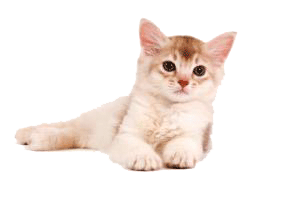 Eclair pose