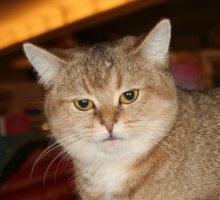British Shorthair