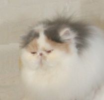 Persan