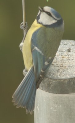 m&eacute;sange bleue