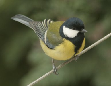 m&eacute;sange charbonni&egrave;re