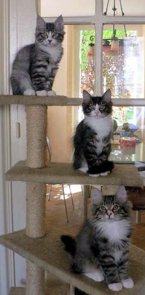 Chatons norv&eacute;giens