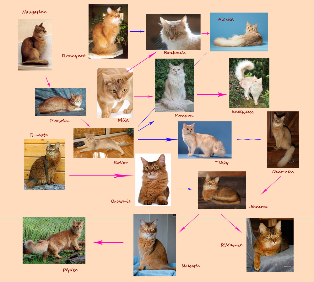 nos chats