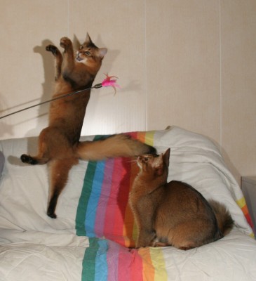 Youpee, on a le plumeau magique !
