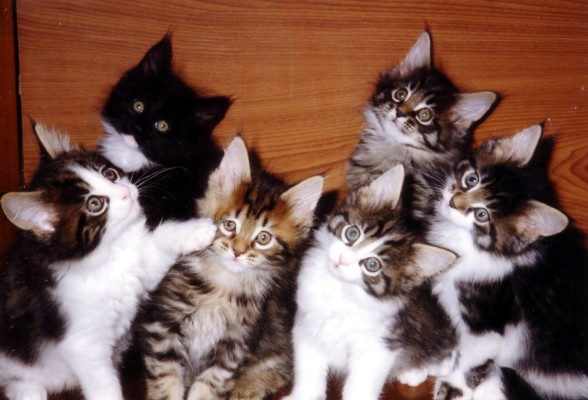Portee de 6 chatons maine coon