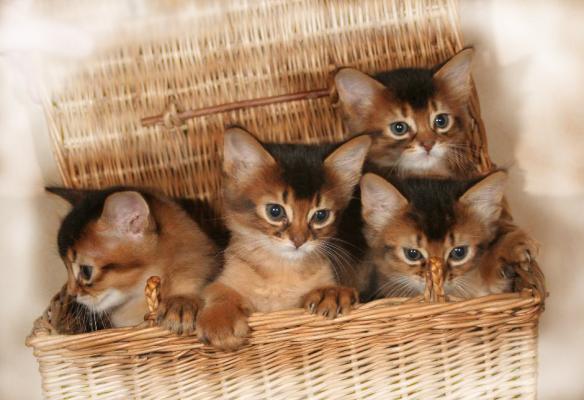 Chatons somalis