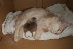 Deux bébés pour un coeur